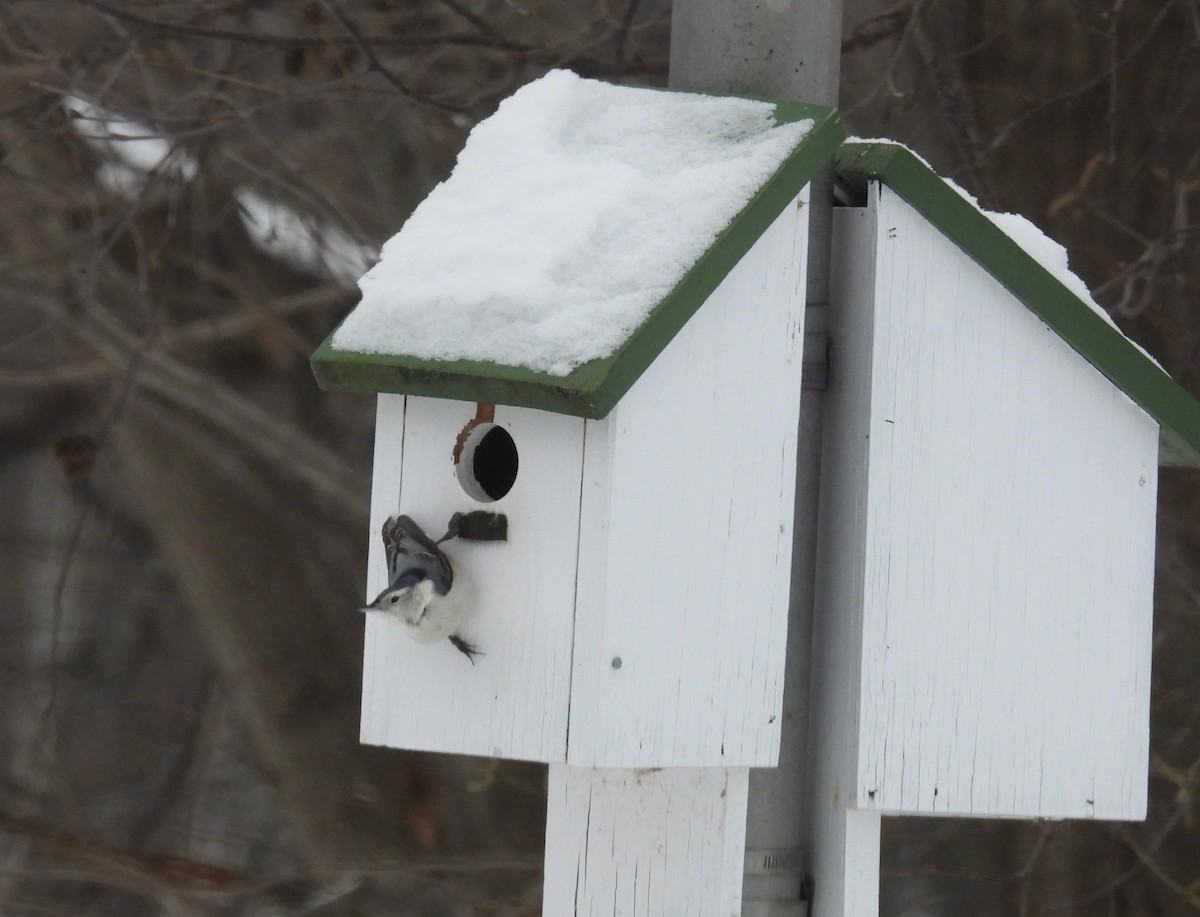 White-breasted Nuthatch - ML647087777
