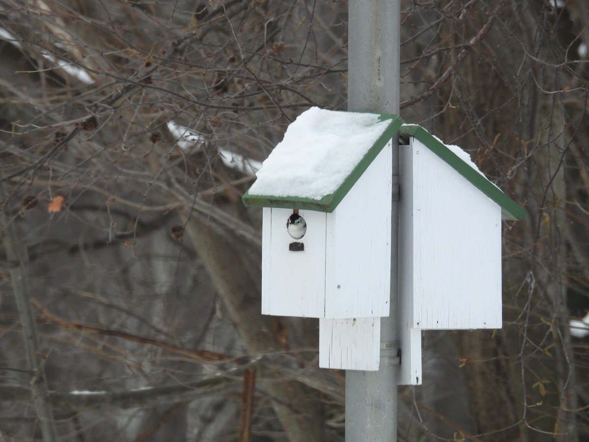 White-breasted Nuthatch - ML647087780