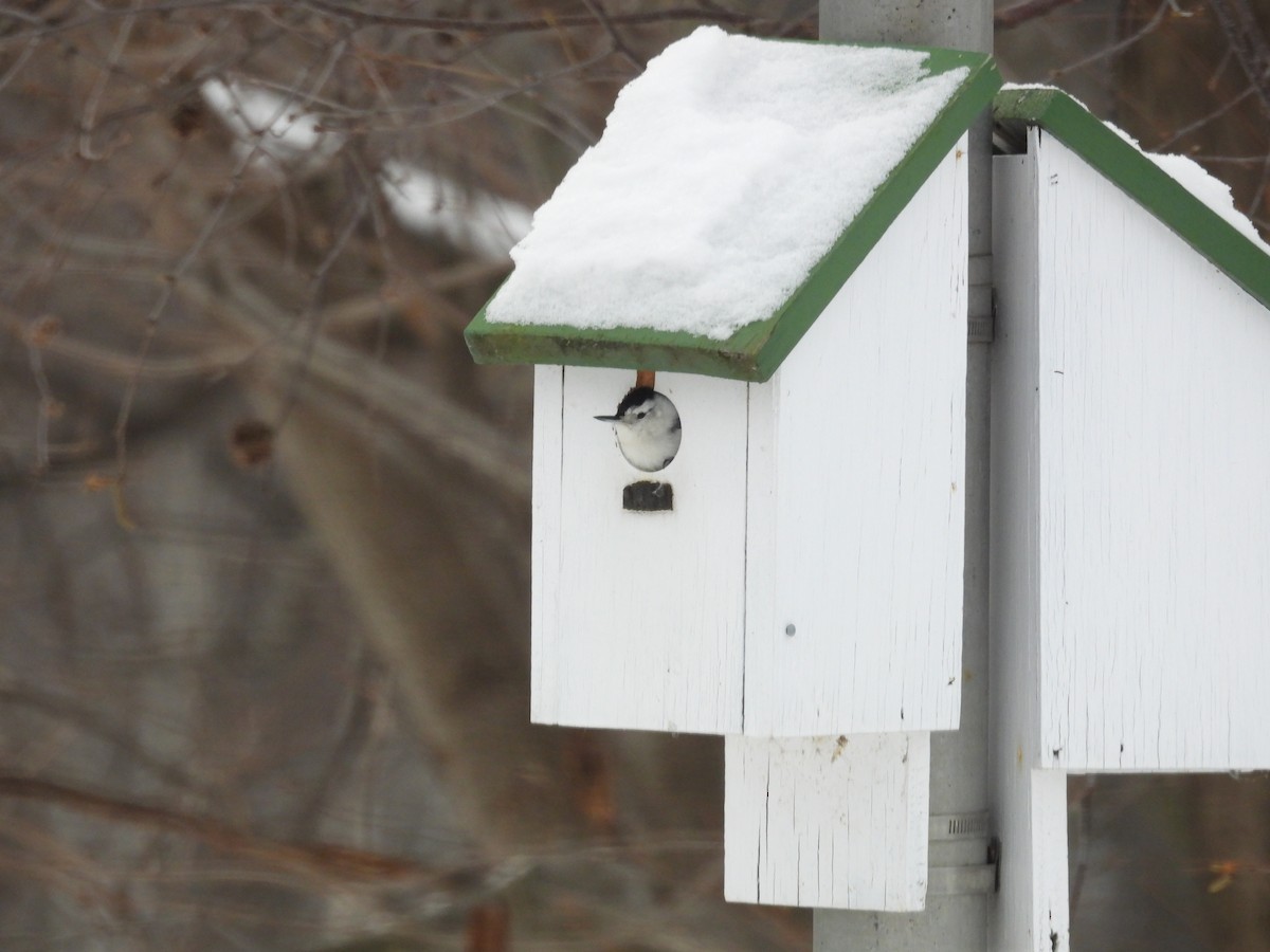 White-breasted Nuthatch - ML647087781