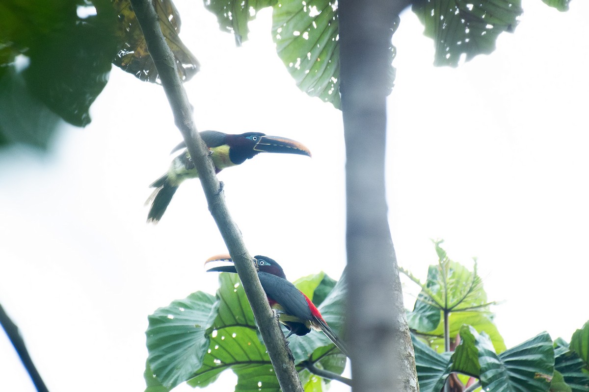 arassari hnědouchý - ML647087783