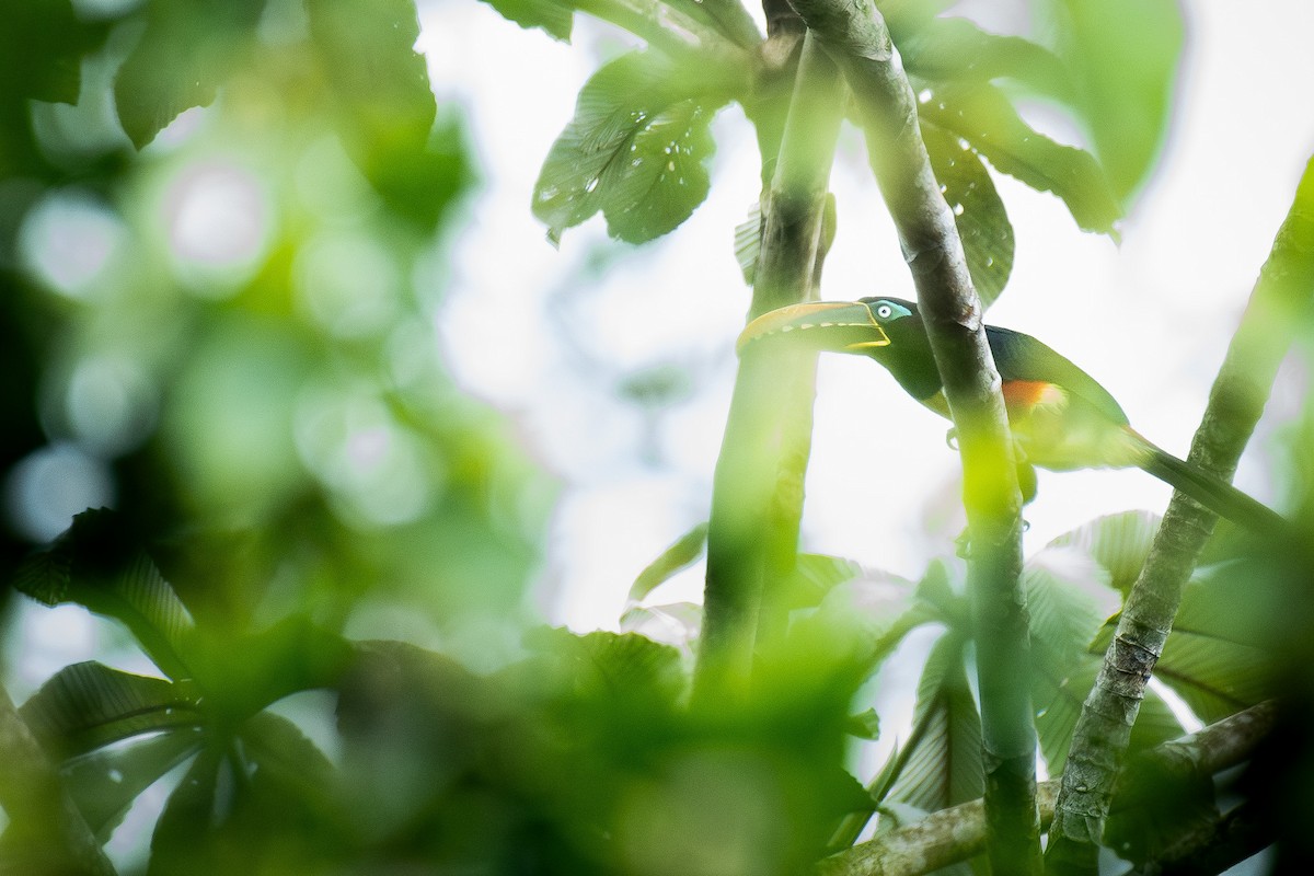 arassari hnědouchý - ML647087784