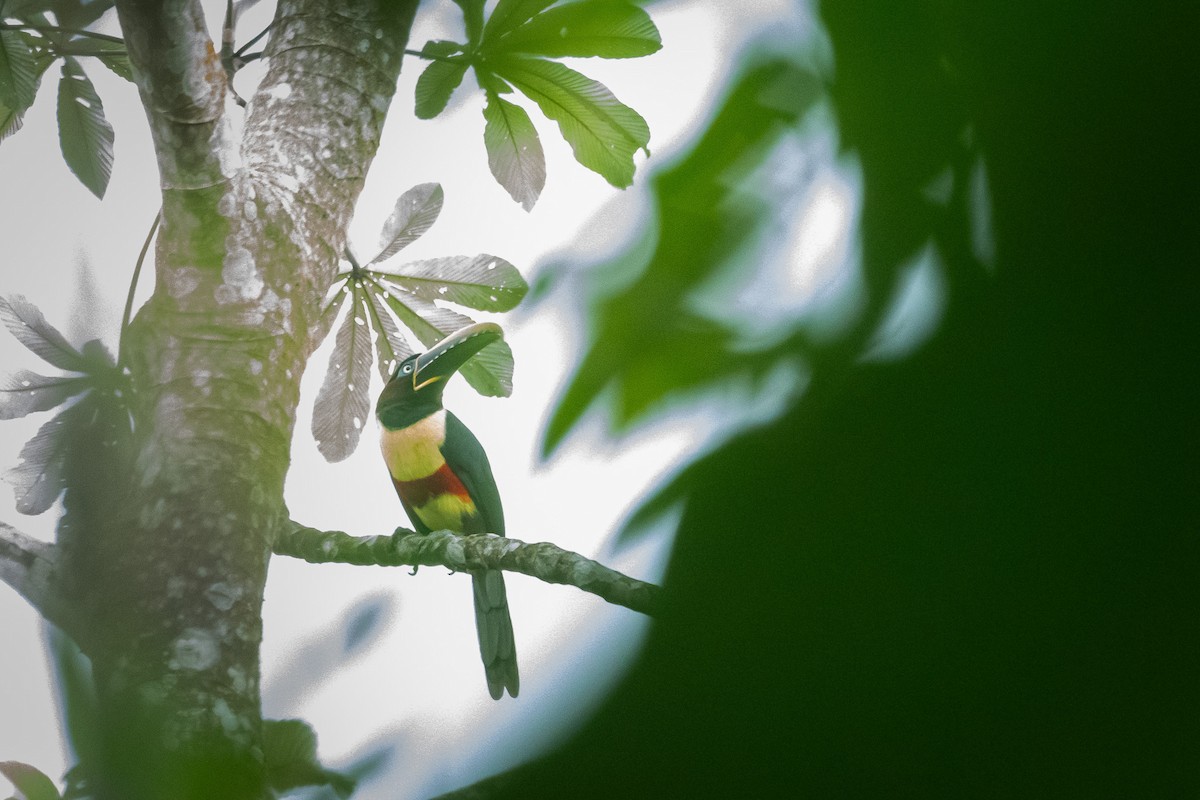 arassari hnědouchý - ML647087785