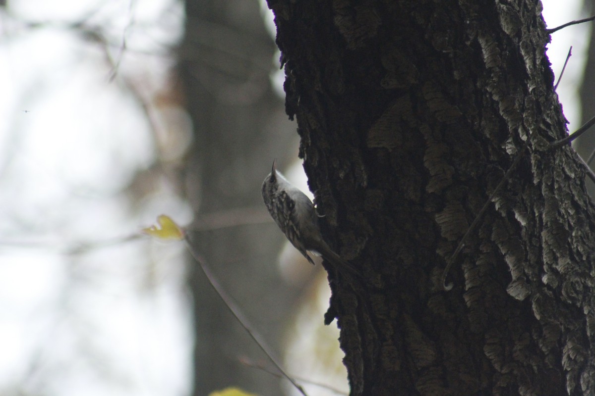 Brown Creeper - ML647087789