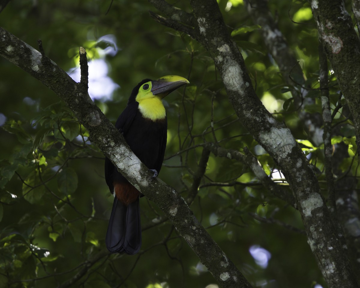 Goldkehltukan - ML647087790