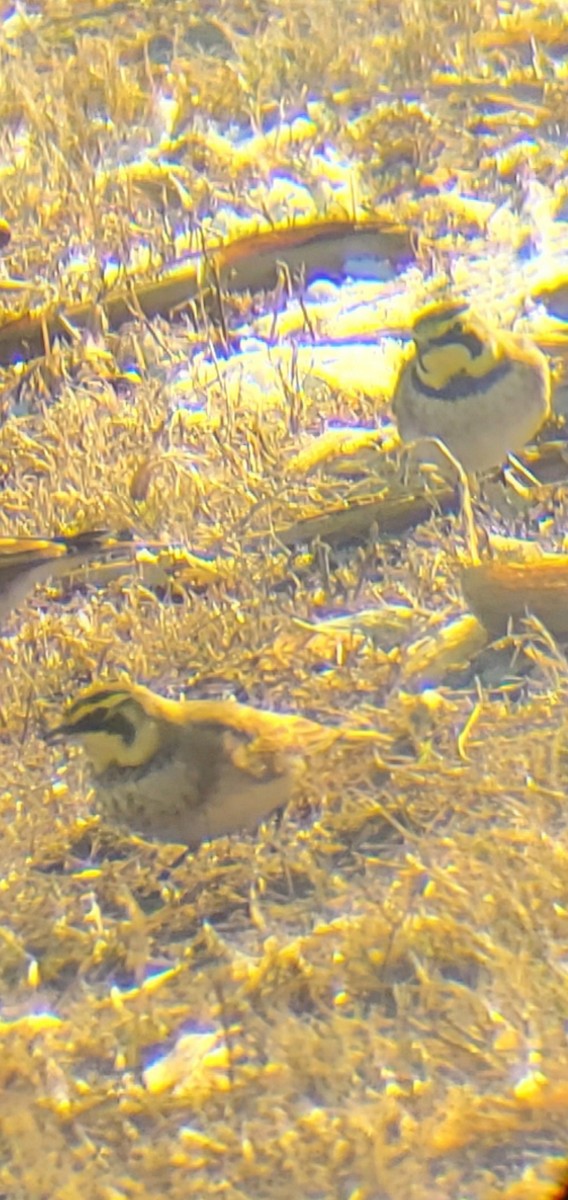 Horned Lark - ML647087793