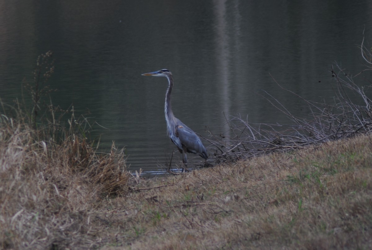 Great Blue Heron - ML647087800