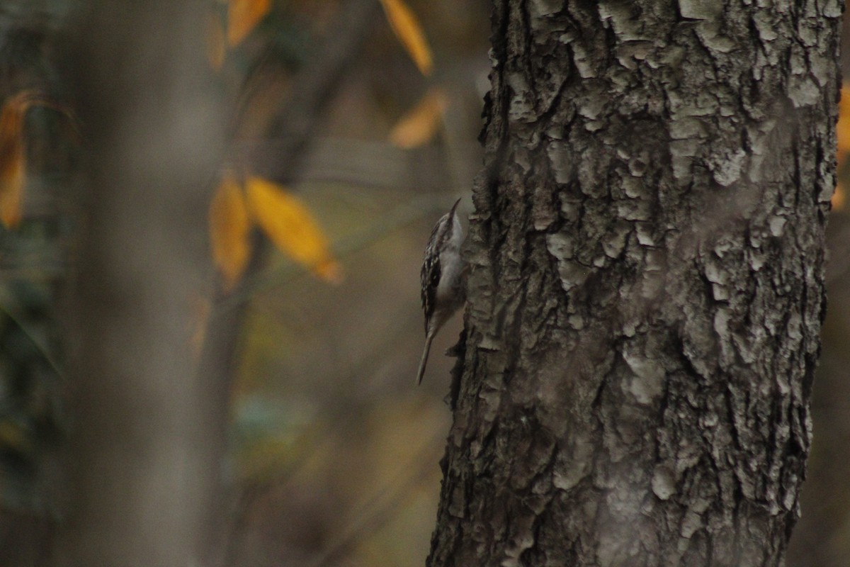 Brown Creeper - ML647087802