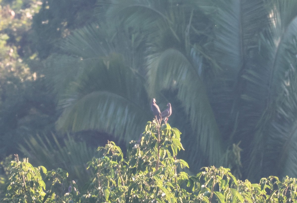 アカハシバト - ML647087806