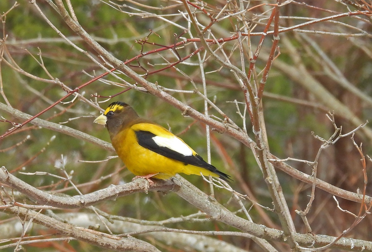 Evening Grosbeak - ML647087810