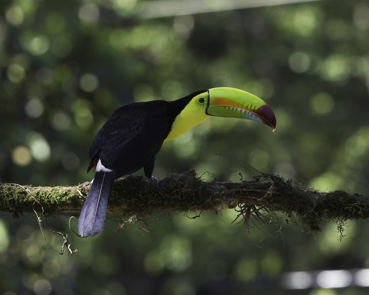 Радужный тукан - ML647087812