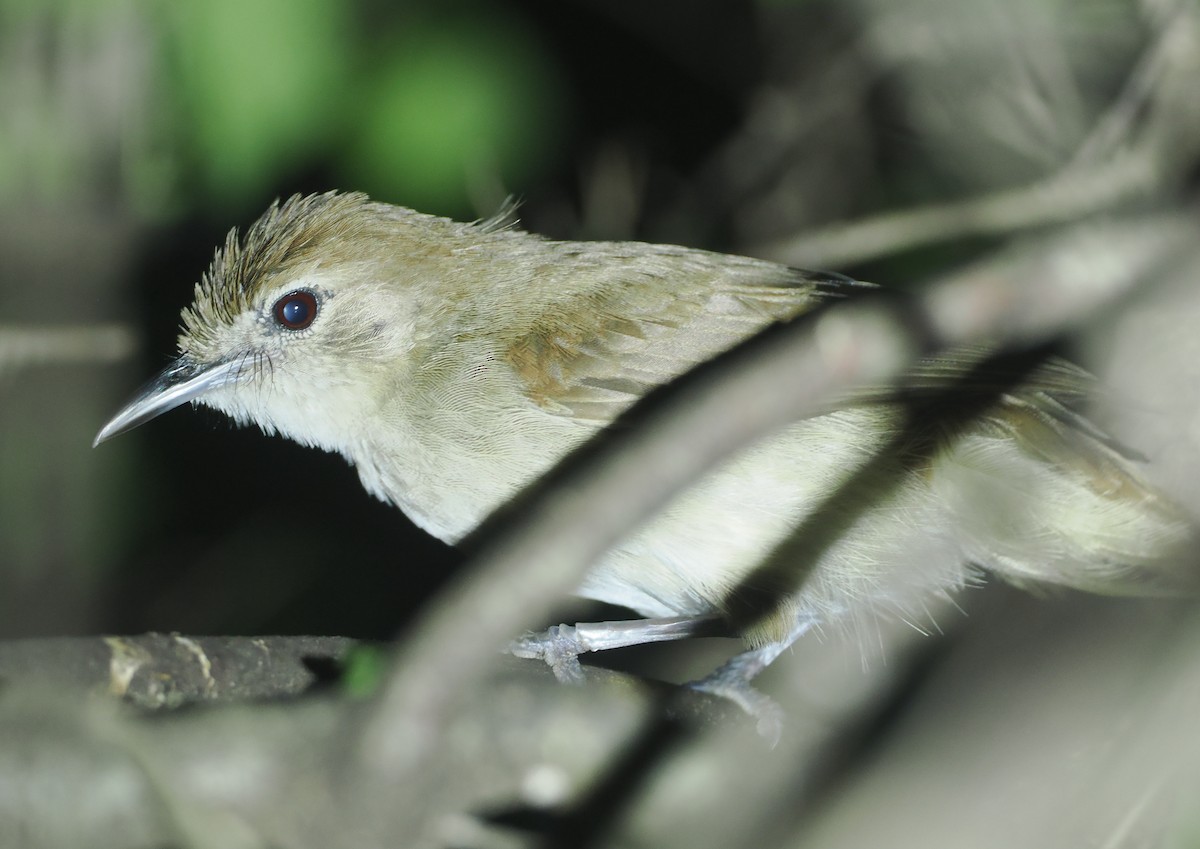 Braunbülbül - ML647087813