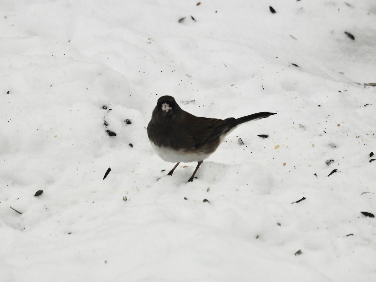 Dark-eyed Junco - ML647087815