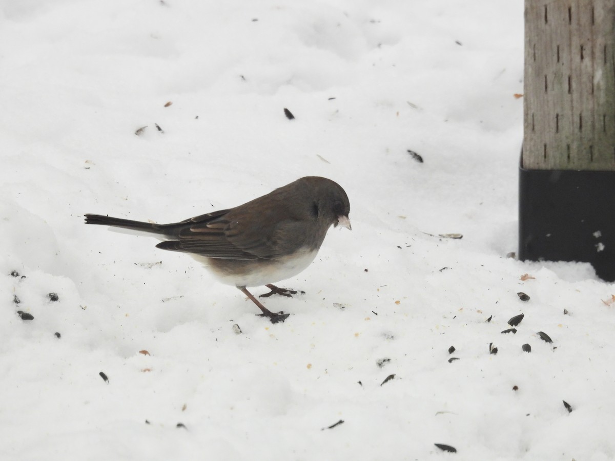 Dark-eyed Junco - ML647087817