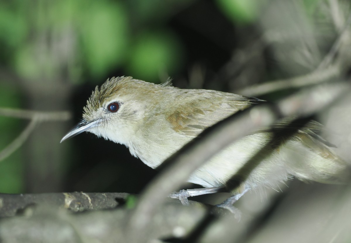 Braunbülbül - ML647087818