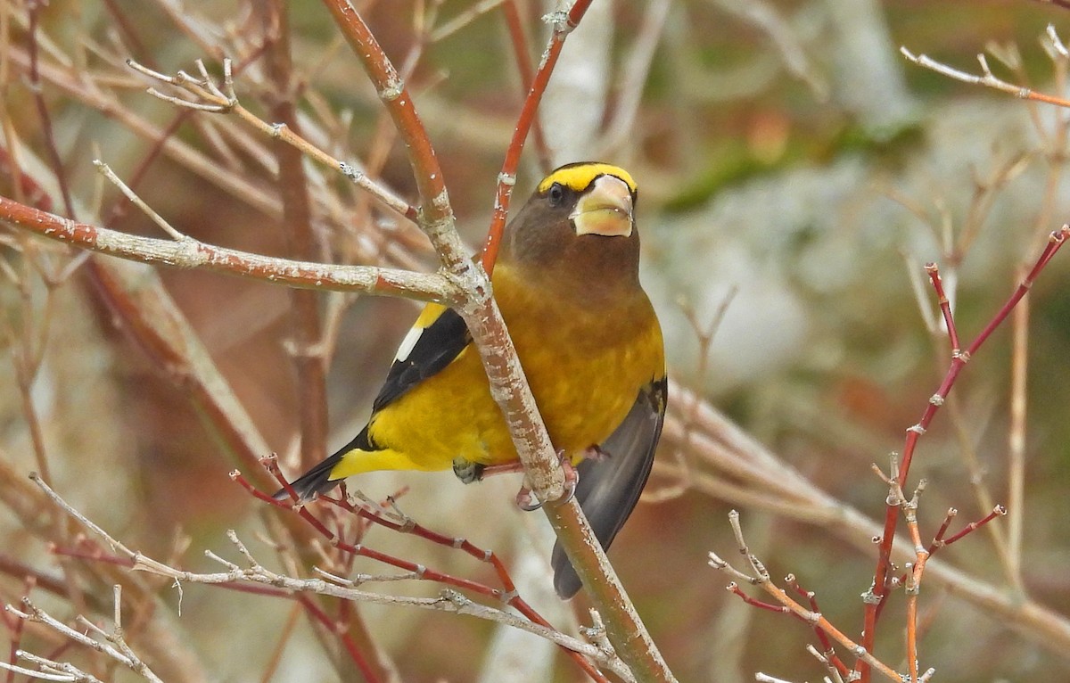 Evening Grosbeak - ML647087820