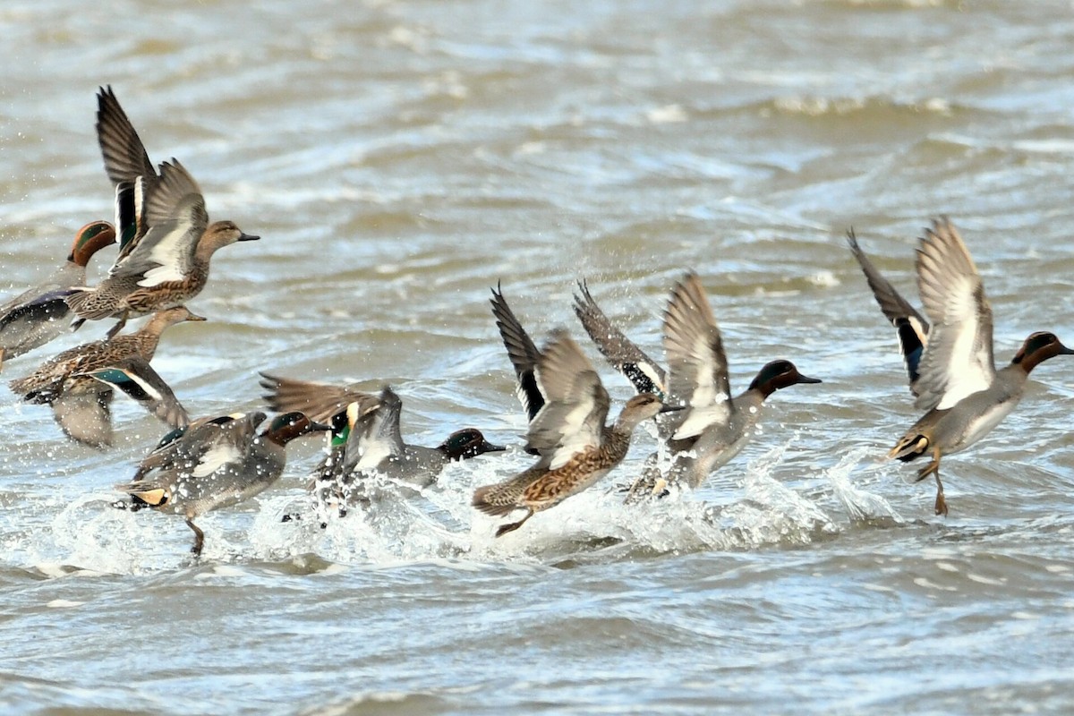 Green-winged Teal - ML647087821