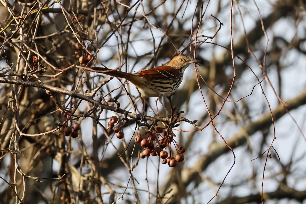 Brown Thrasher - ML647087823