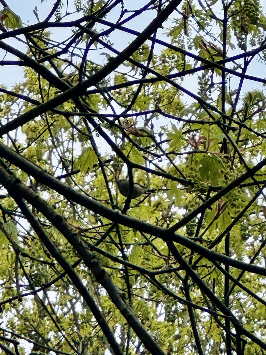 passerine sp. - ML647087832