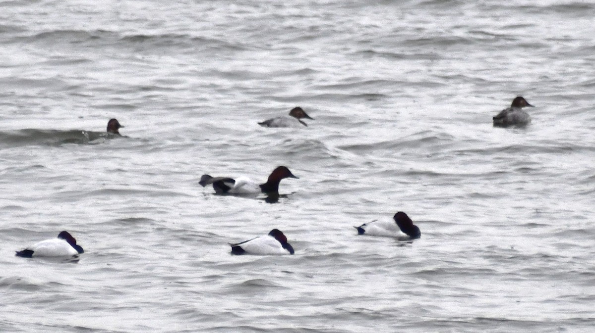 Canvasback - ML647087833