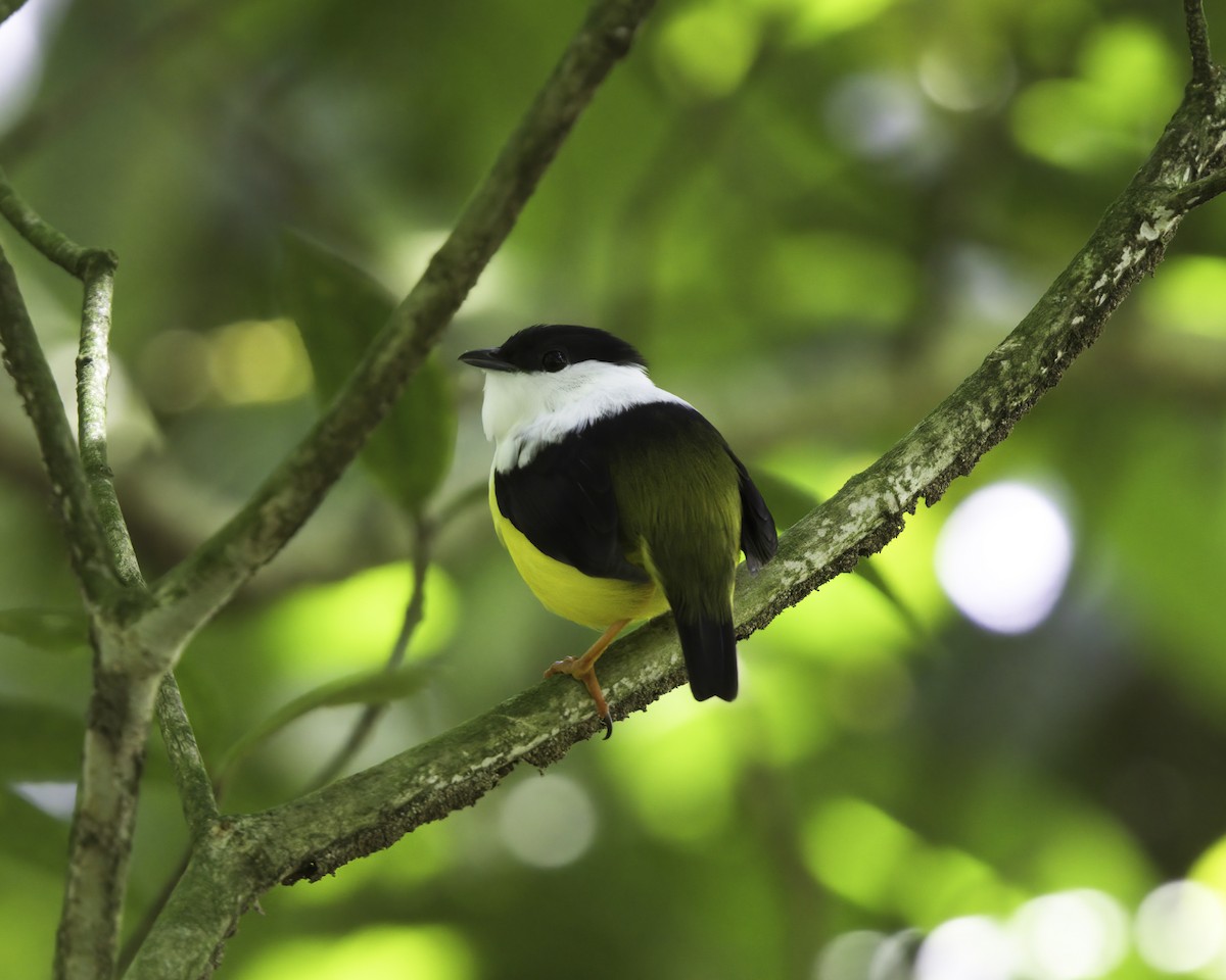 White-collared Manakin - ML647087835