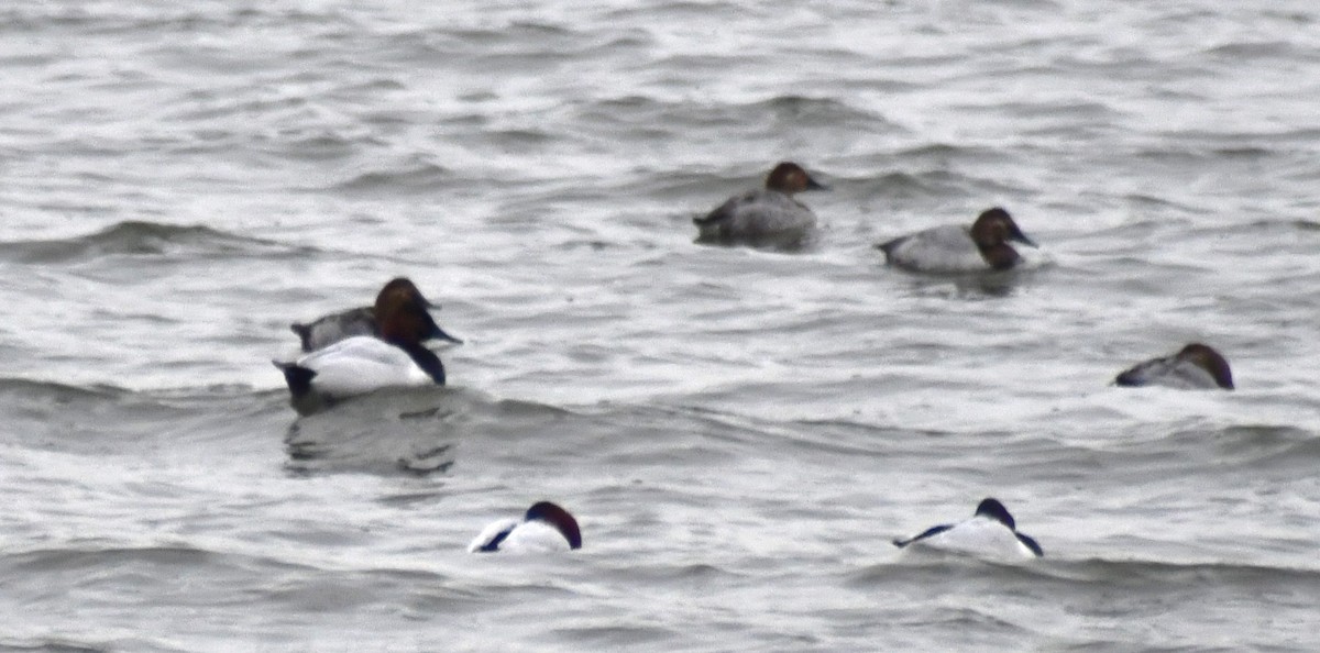 Canvasback - ML647087836