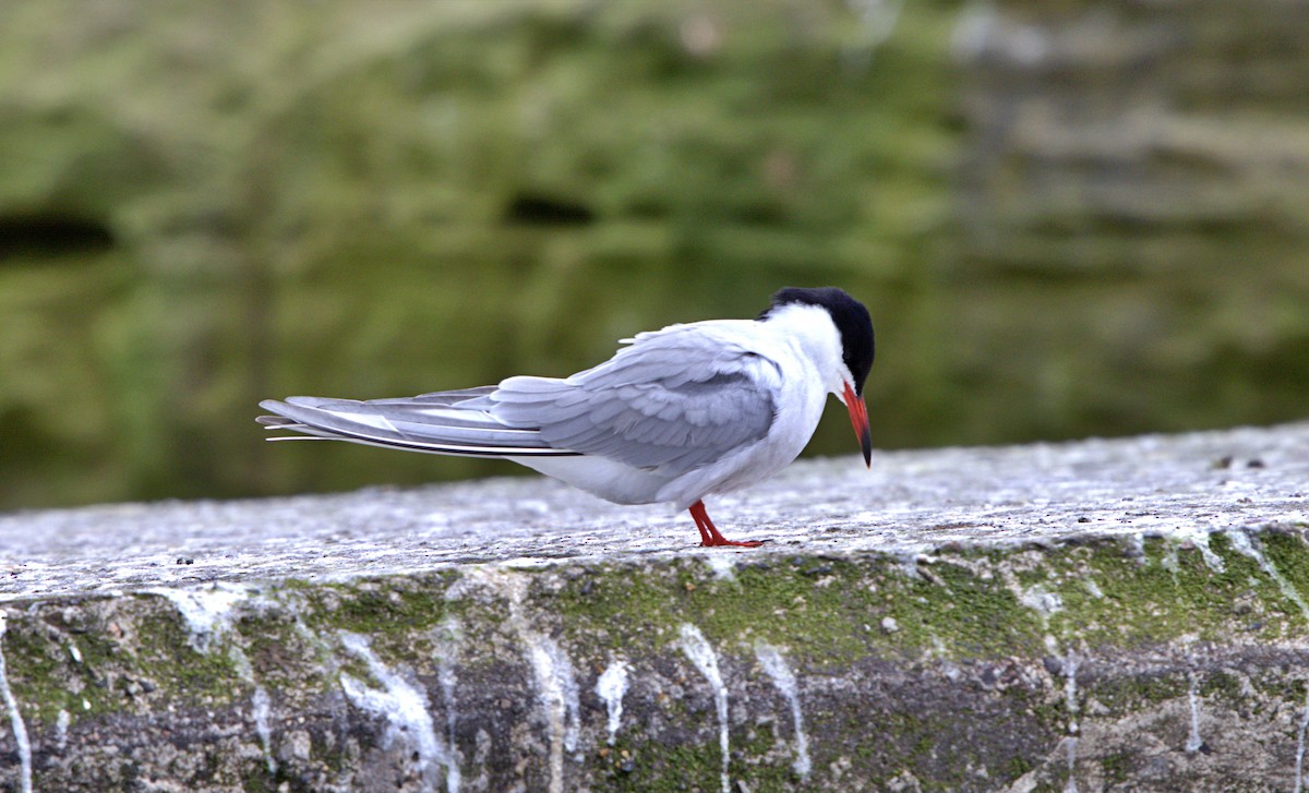 שחפית ים - ML647087843