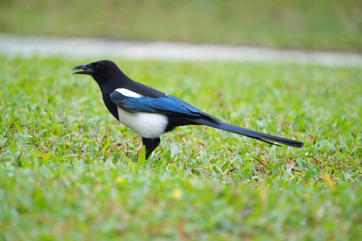 Orientelster - ML647087844