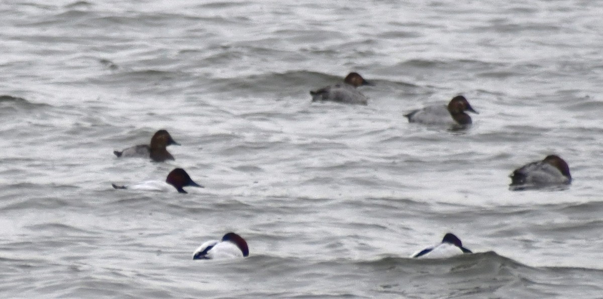 Canvasback - ML647087846