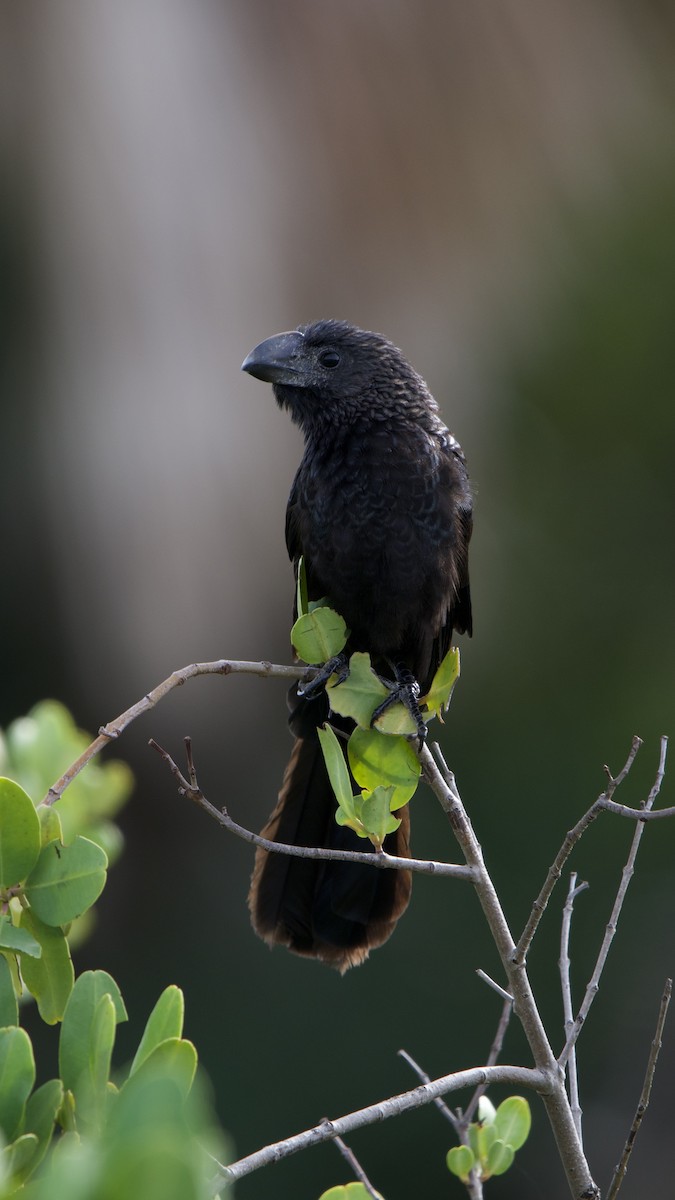 Smooth-billed Ani - ML647087847