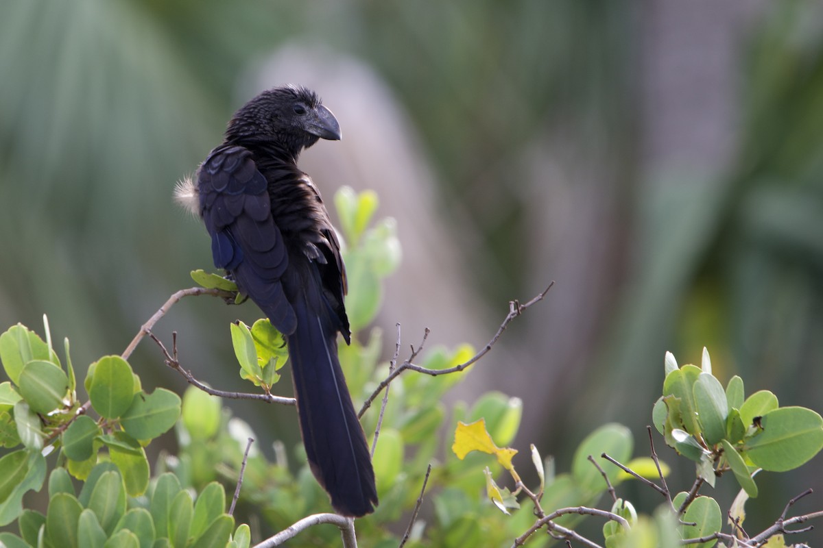 Smooth-billed Ani - ML647087849