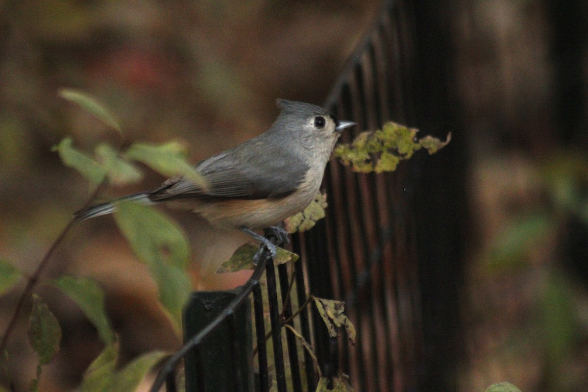 Tufted Titmouse - ML647087851