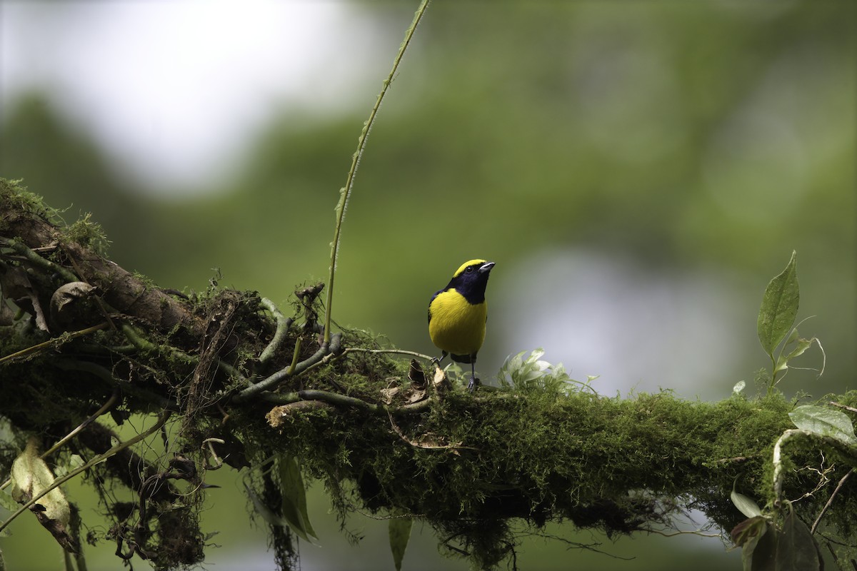 Gelbscheitelorganist - ML647087852