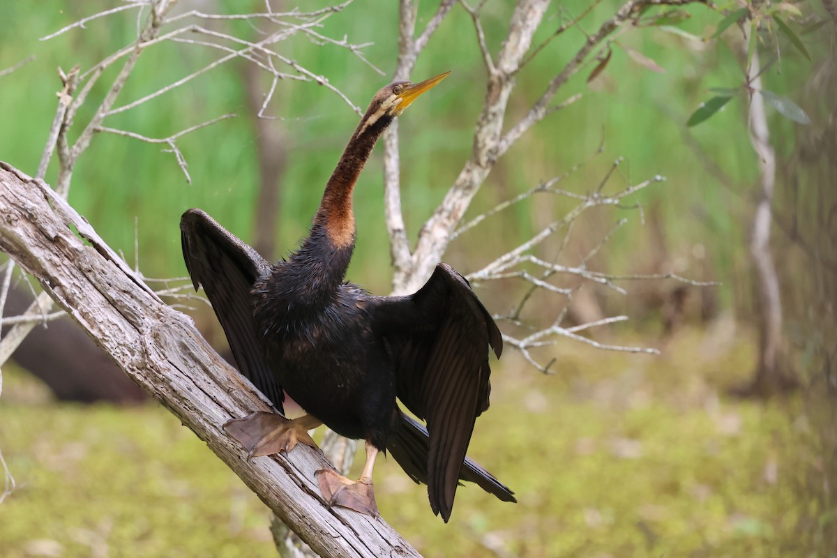 Australasian Darter - ML647087855