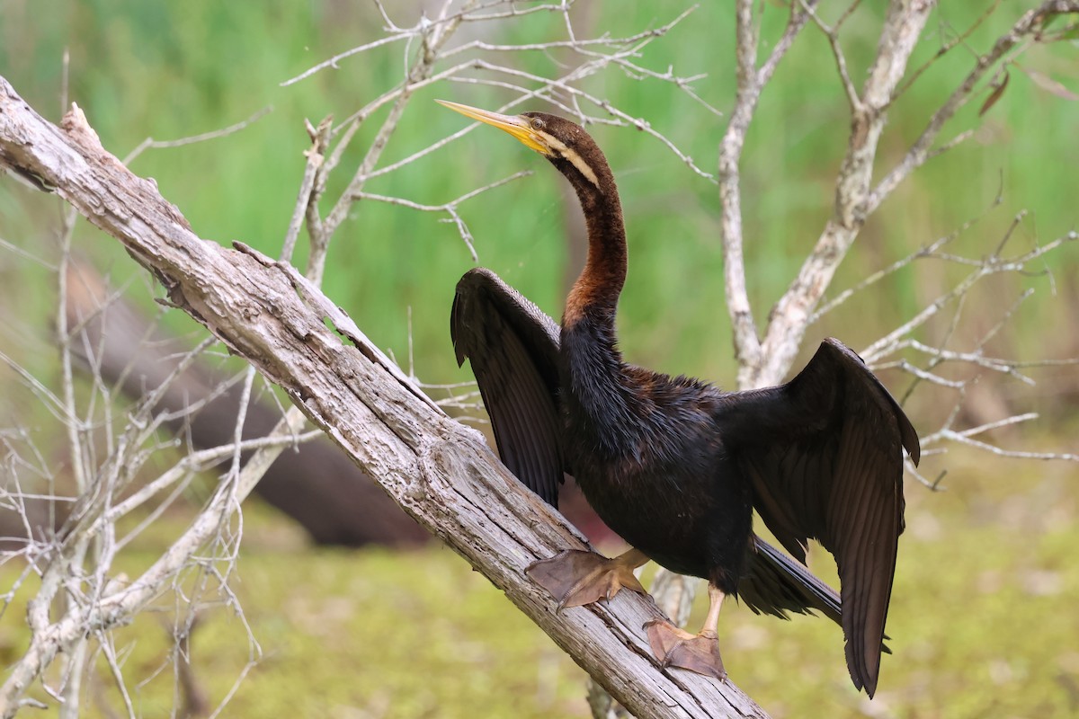 Australasian Darter - ML647087856