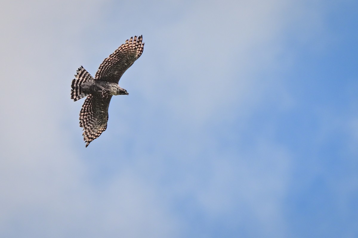 Mountain Hawk-Eagle - ML647087857