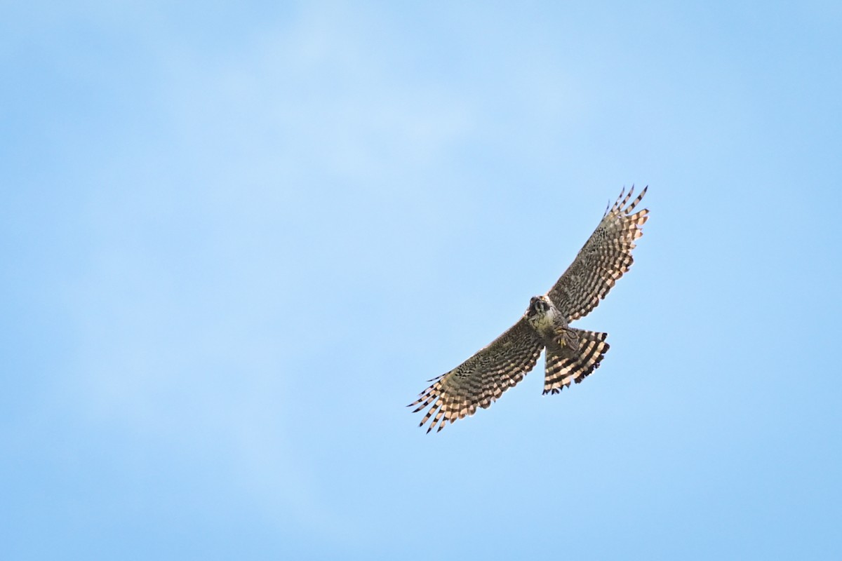 Mountain Hawk-Eagle - ML647087858