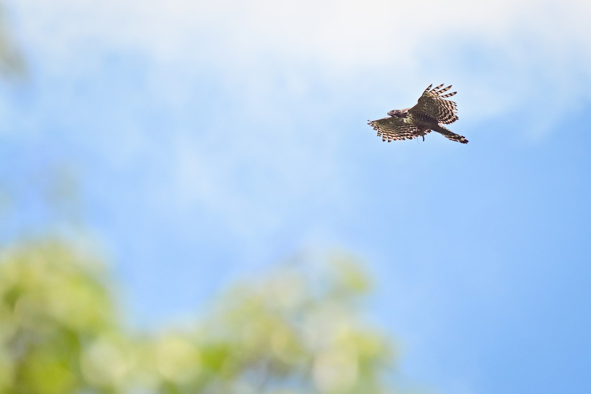 Mountain Hawk-Eagle - ML647087859