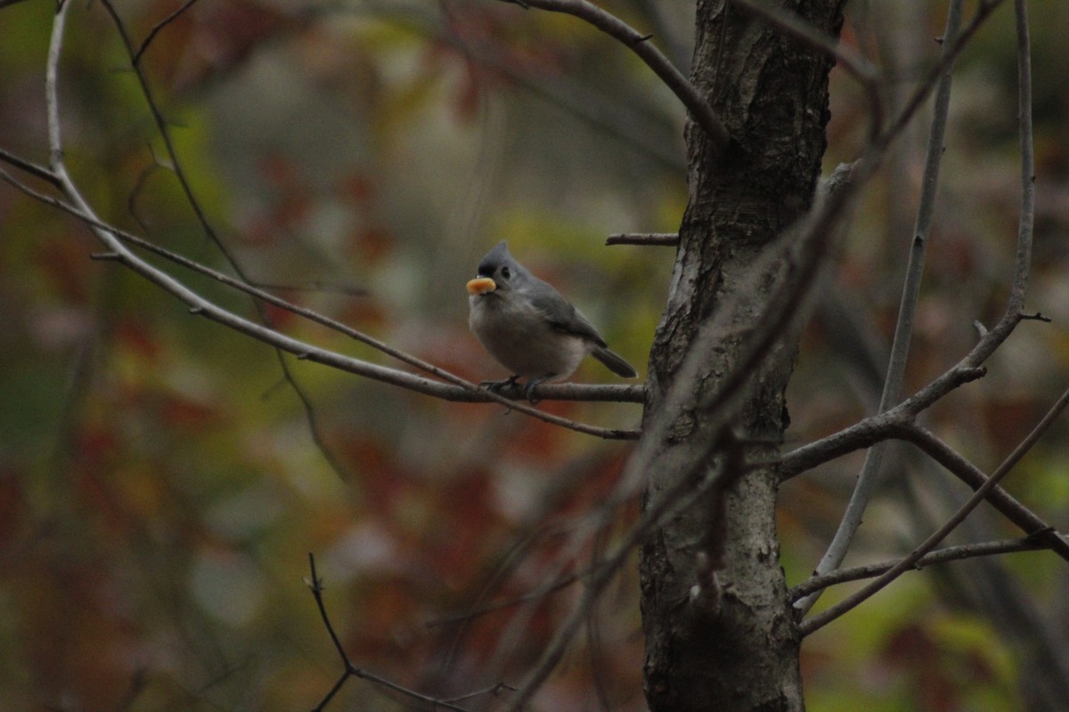 Tufted Titmouse - ML647087860