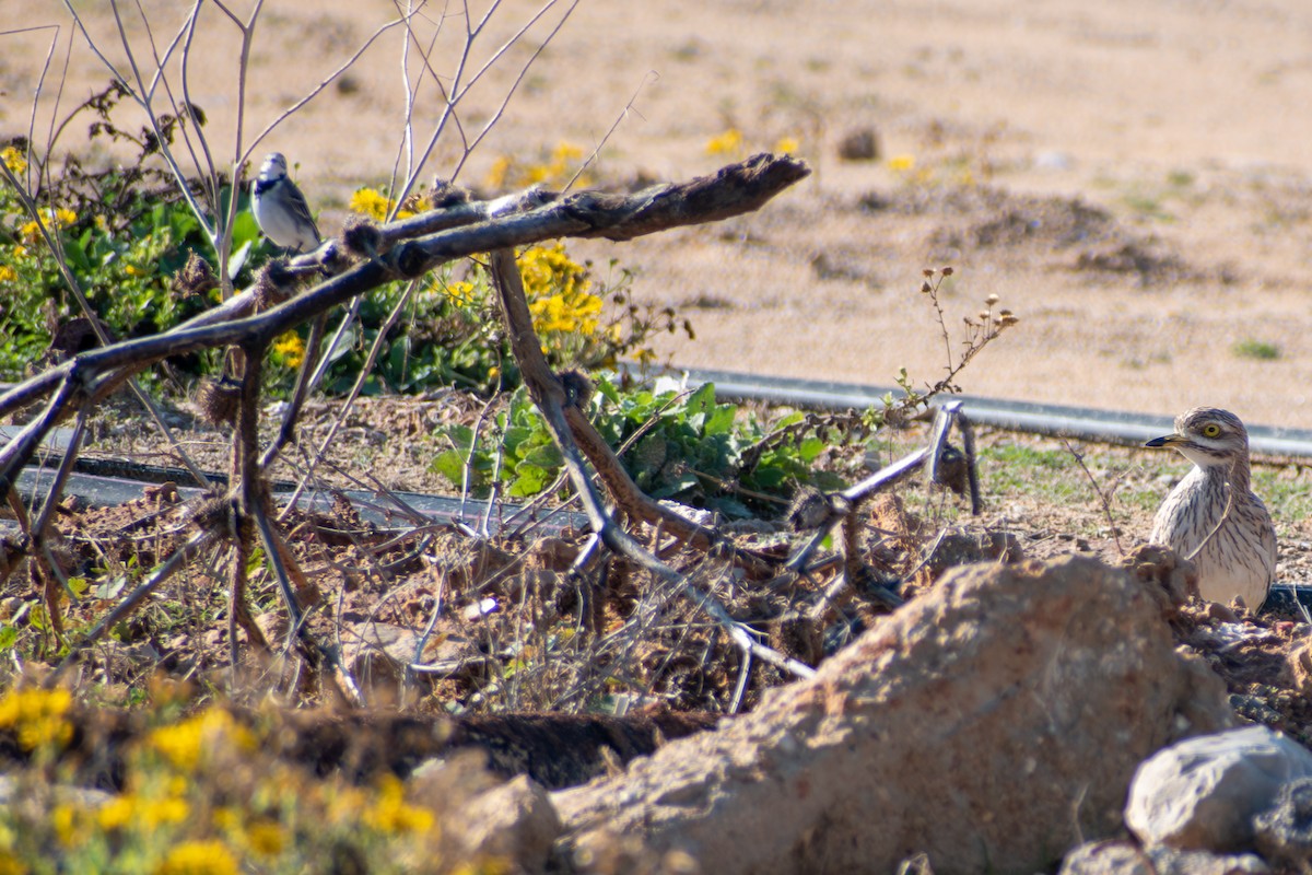 Eurasian Thick-knee - ML647087862