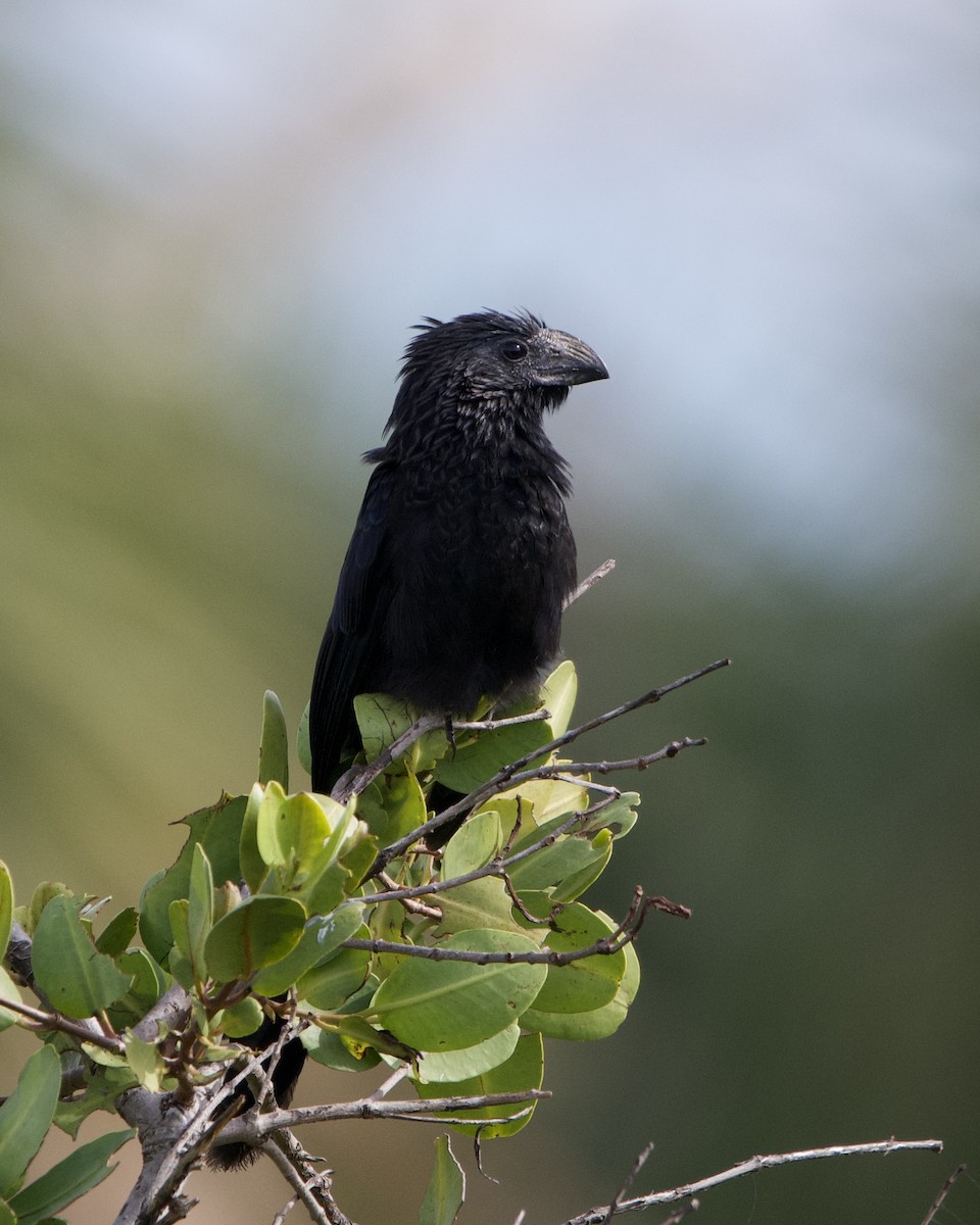 Groove-billed Ani - ML647087863