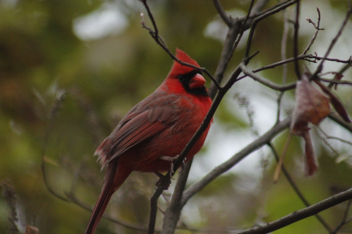 Northern Cardinal - ML647087864