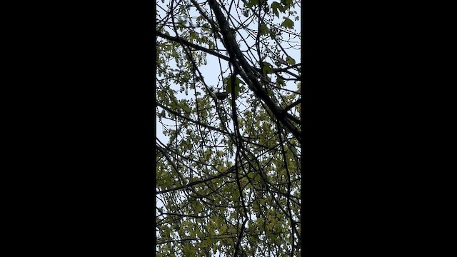 Hegaztia sp. - ML647087868