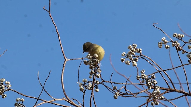 Orange-crowned Warbler - ML647087869