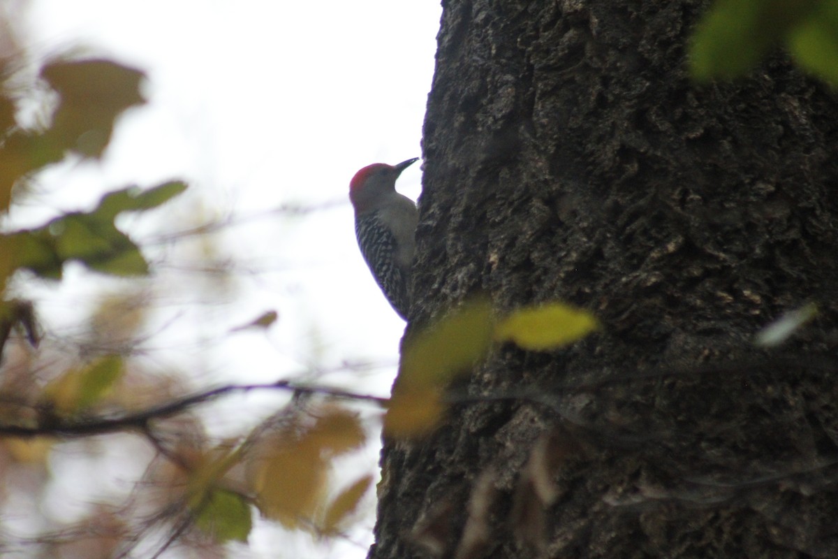 Red-bellied Woodpecker - ML647087870