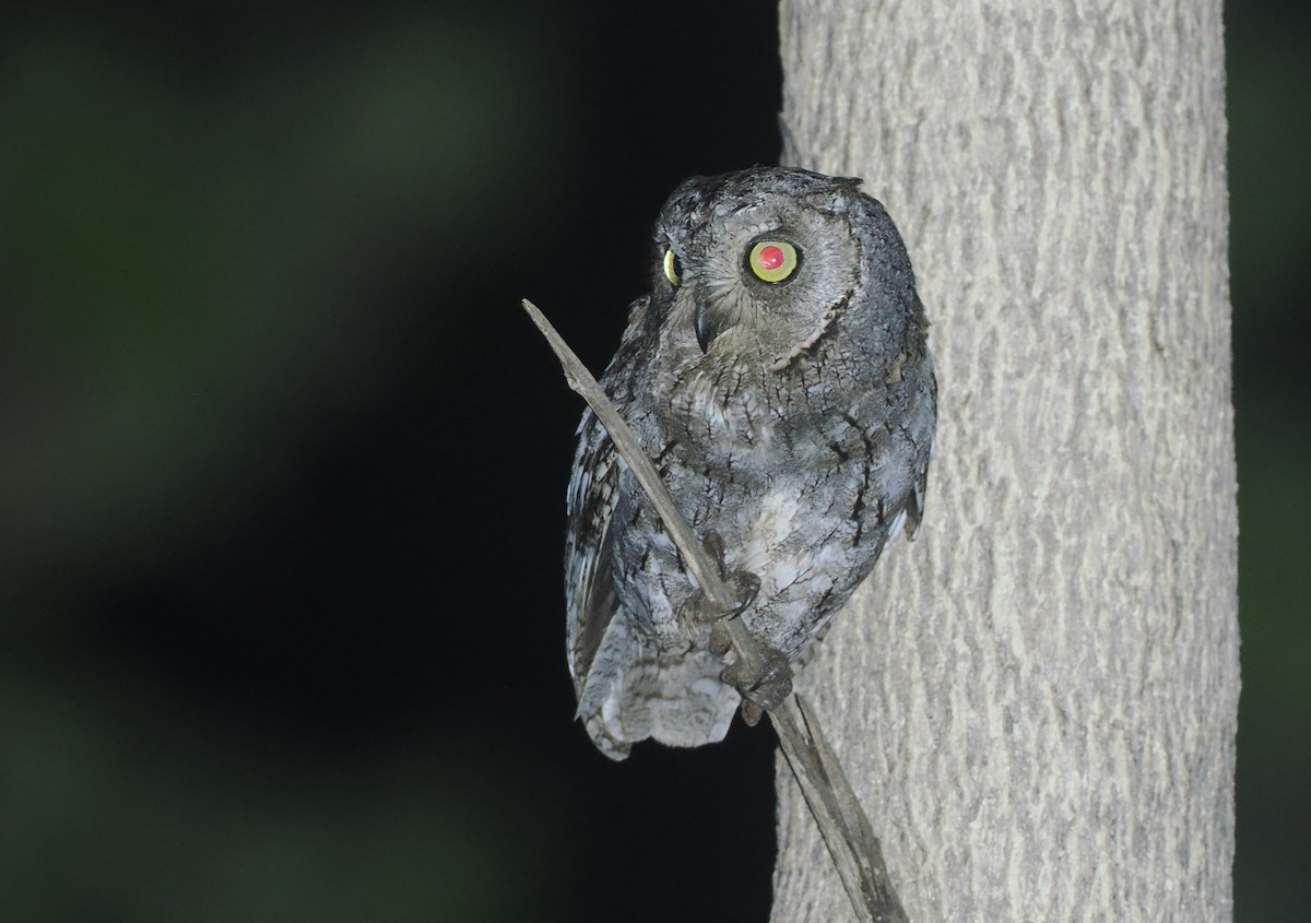 Afrika-Zwergohreule - ML647087873