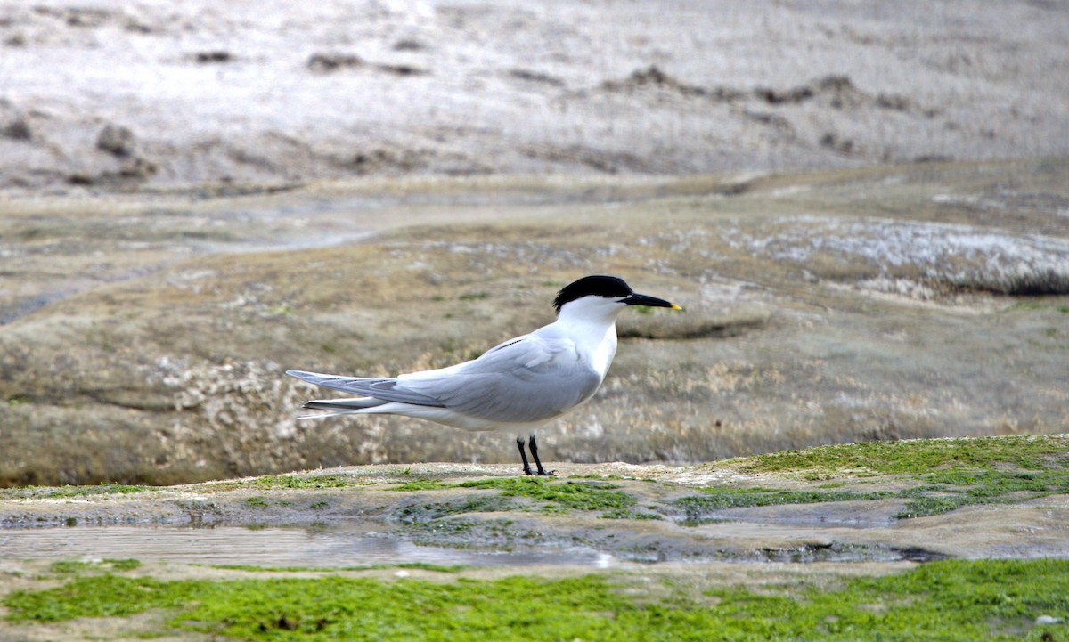 Sandwich Tern - ML647087875