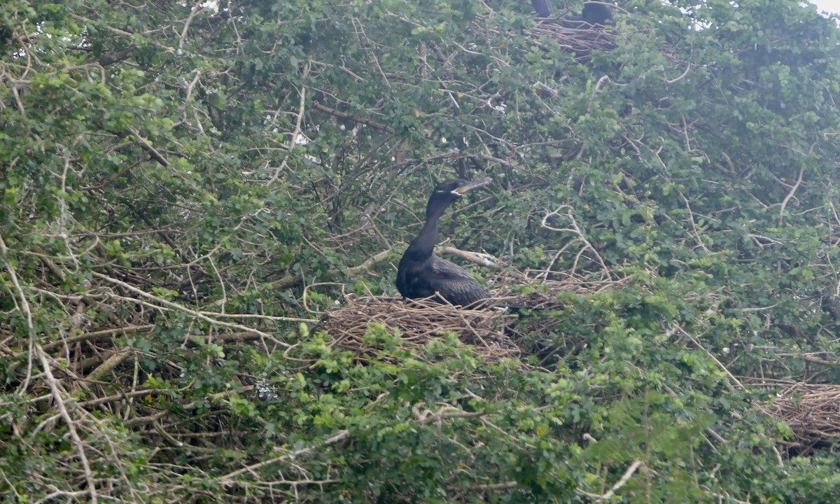 flodskarv - ML647087877