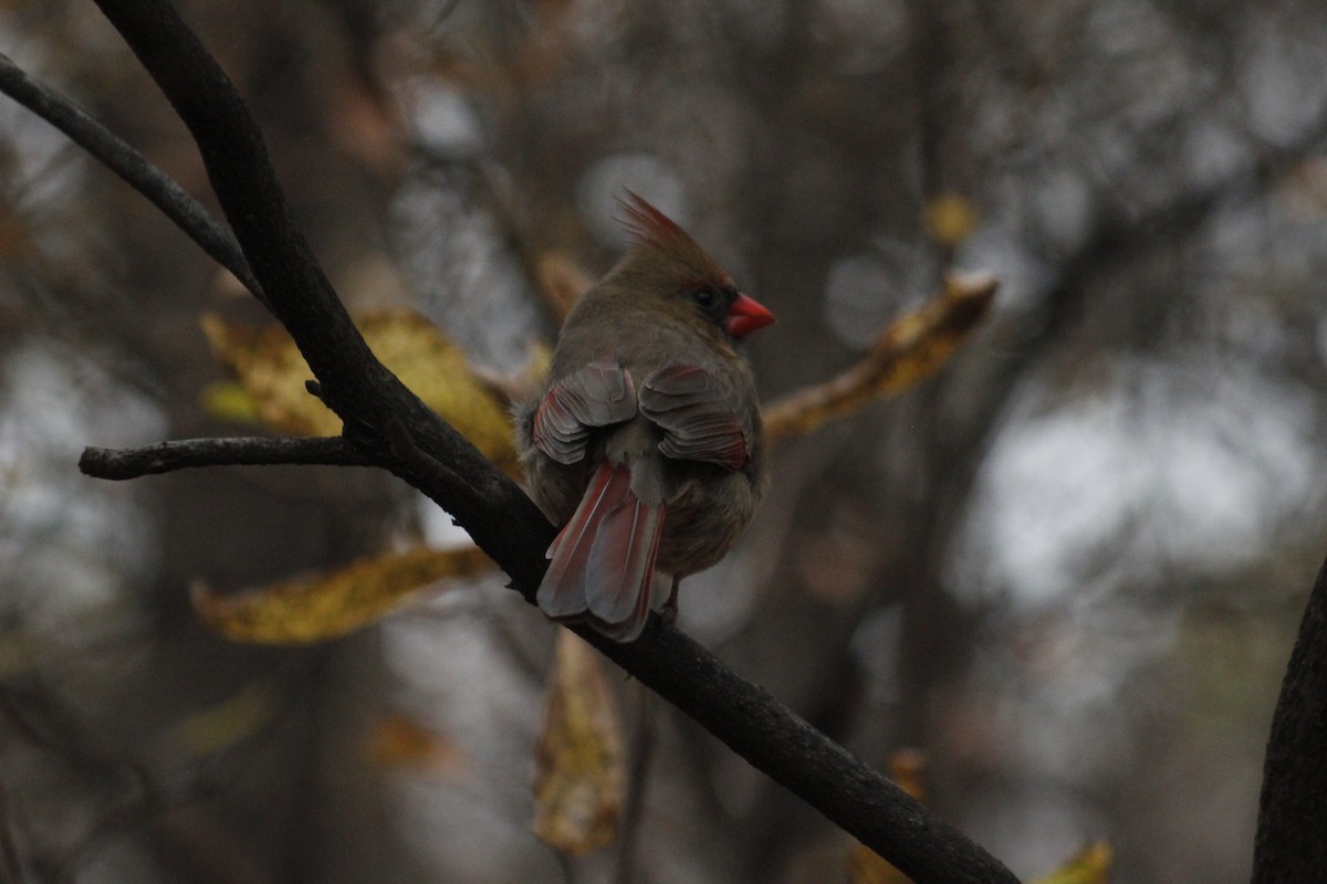 Northern Cardinal - ML647087895