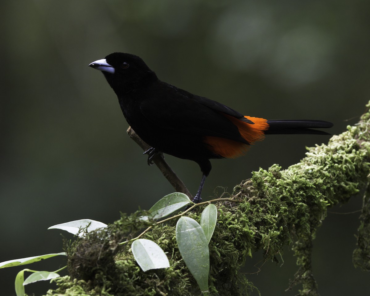 Passerinitangare - ML647087902