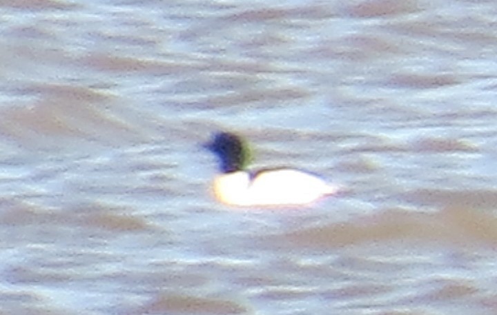 Common Merganser - ML647087906